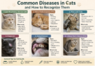 Common Diseases in Cats and How to Recognize Them