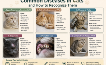 Common Diseases in Cats and How to Recognize Them