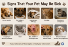 Signs That Your Pet May Be Sick