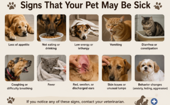 Signs That Your Pet May Be Sick