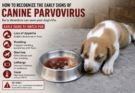 How to Recognize the Early Signs of Canine Parvovirus