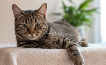 What Cat Owners Should Know About Feline Diabetes