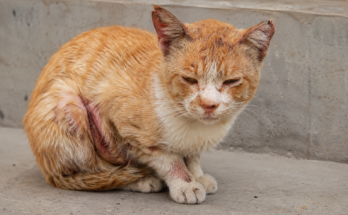 Common Skin Problems and Diseases in Cats