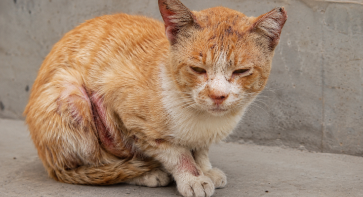 Common Skin Problems and Diseases in Cats