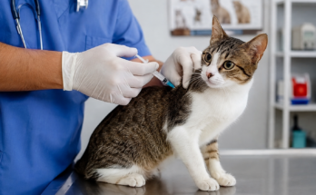 How Vaccination Can Protect Cats From Serious Diseases