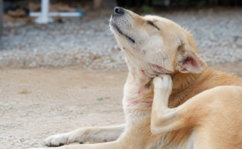 How Fleas Can Affect Your Pet’s Health