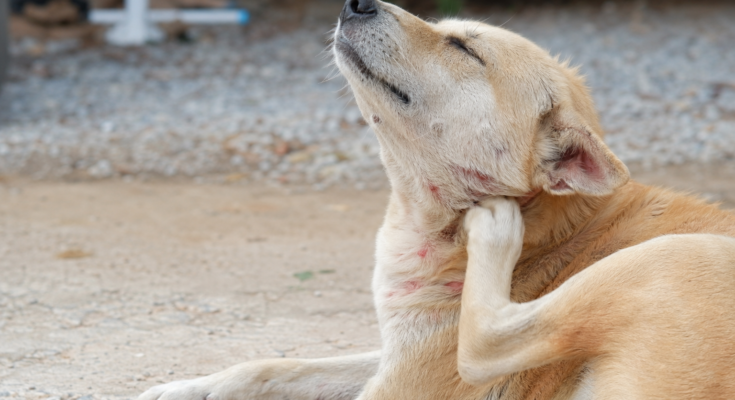 How Fleas Can Affect Your Pet’s Health