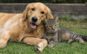 How Worm Infections Affect Dogs and Cats