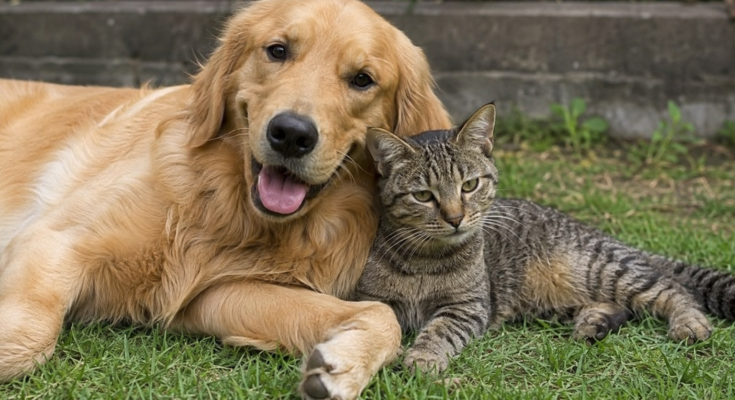 How Worm Infections Affect Dogs and Cats