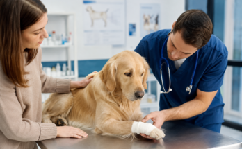 When Should You Take a Sick Pet to the Veterinarian?
